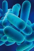 Stark vergrößerte, blau dargestellte Bakterien, symbolisch für Legionellen unter dem Mikroskop.